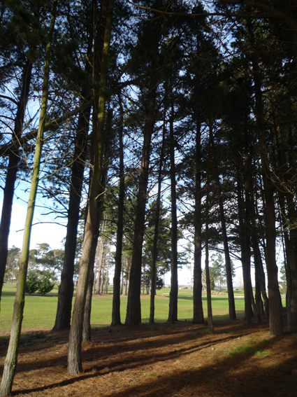 Ｐ９８-０２６Ｆ