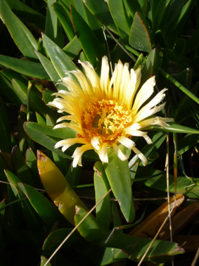 Ｐ９８-０３５Ｆ