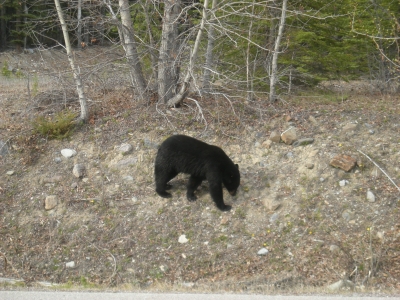 カナディアンロッキーのブラックベアー