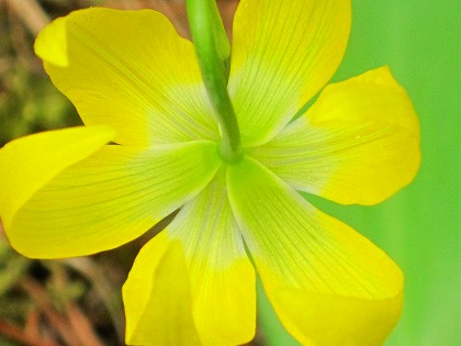 グレーシャーリリー