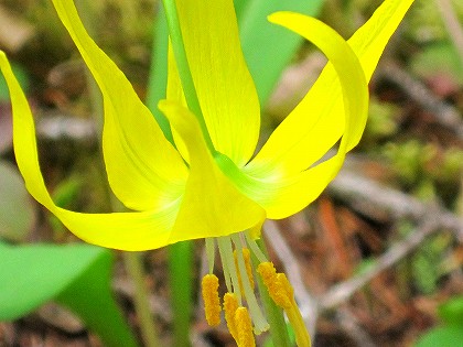 グレーシャリリー(エメラルドレイク)