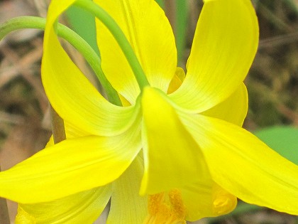 グレーシャーリリー2