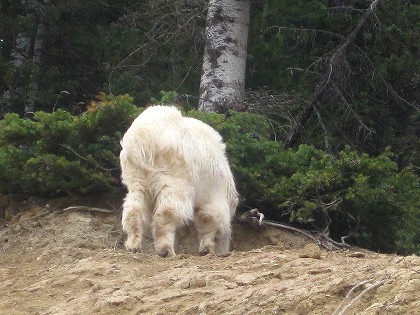 マウンテンゴート@ヨーホー国立公園
