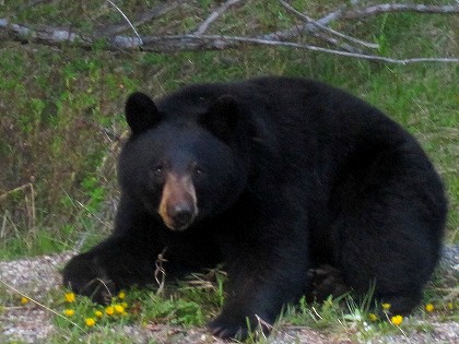 バンフ周辺自然観察ツアー中の1コマ