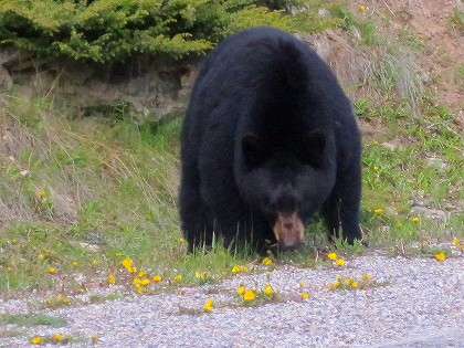 ブラックベア(バンフにて撮影)