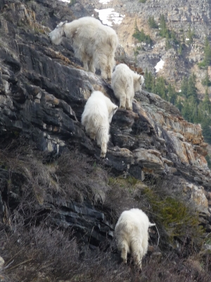 マウンテンゴートのファミリー