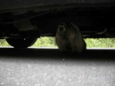 マーモット@ヨーホー国立公園2