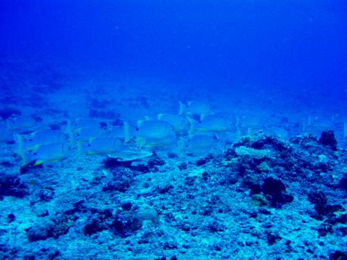 イレズミフエダイ産卵