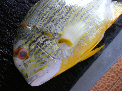 イレズミフエダイ顔面