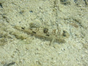 ロングアイランド3