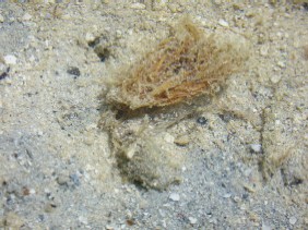 ロングアイランド4