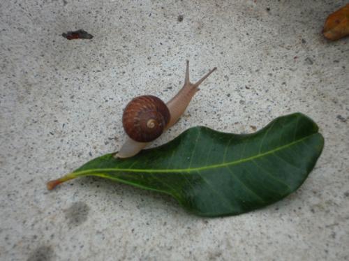 Ｌｅｇｏ-０１９Ｆ