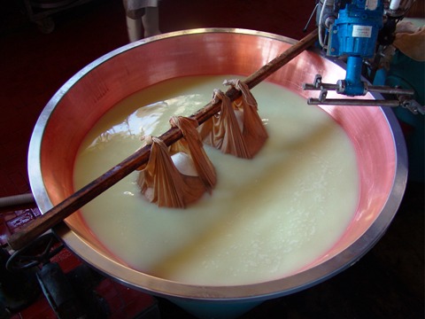 イタリア チーズ工場見学