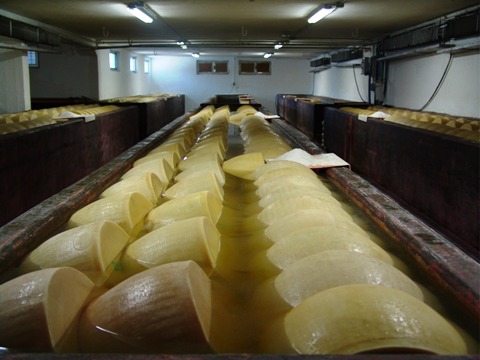 イタリア チーズ工場見学