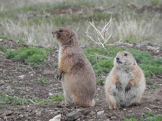いつでも動物観察 アズトラベルサービスさんの旅行ブログ トラベルコ