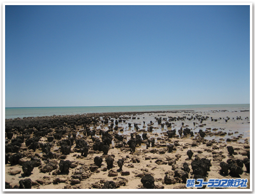 ストロマトライト