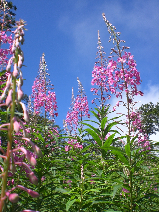 野沢温泉スキー場 搭乗券002.jpg