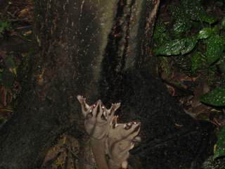 シュガーグライダー(ムササビ)