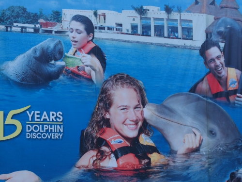 ドルフィン・ディスカバリー