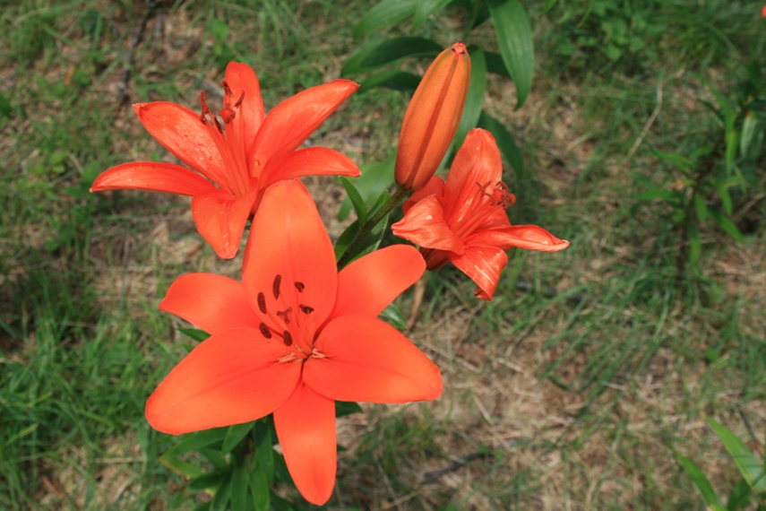 いわたけゆり園＆マウンテンビュー032