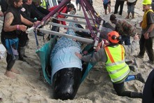 座礁したクジラの救出活動