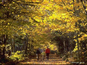 カナダ紅葉プリンスエドワード