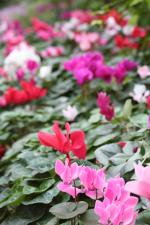 Ｐ１０１-０３９Ｆ