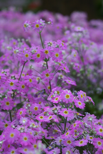 Ｐ１０１-０５１Ｆ