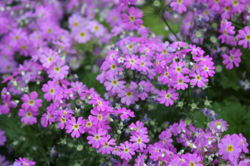 Ｐ１０１-０５６Ｆ