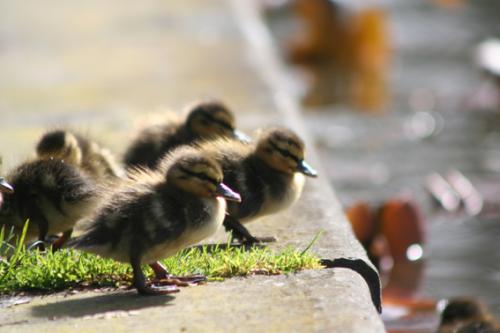 Ｐ１０１-１３１Ｆ