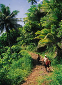 20100903オレンジ03