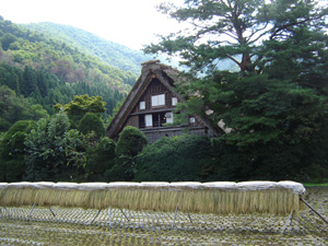 稲刈りされ稲架（はさ）があります