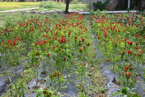 これを食べるだけではなく飾り物に