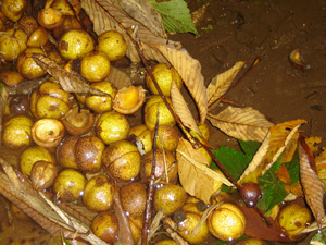 白川郷は栃の実の産地
