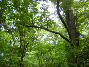 栃の木　巨木　癒されます
