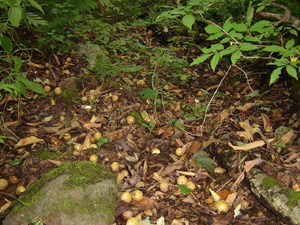 もの凄い　落ちてます