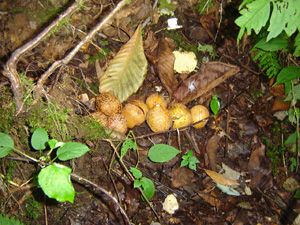 この場所は実が大きいです