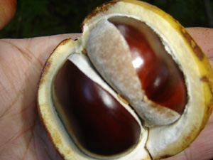 双子、三つ子が多く