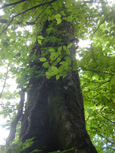 この栃の木に実りました