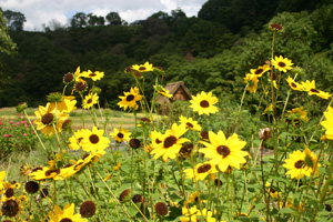 花の奥には合掌小屋
