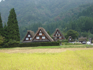 一部稲刈りされてます