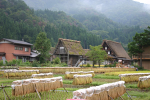 稲架(はさ)がいたる所に