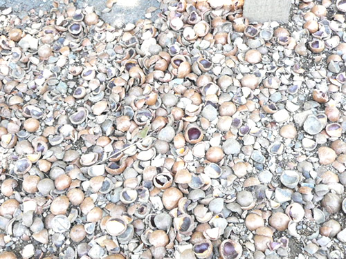 トロピカルフルーツワールド27