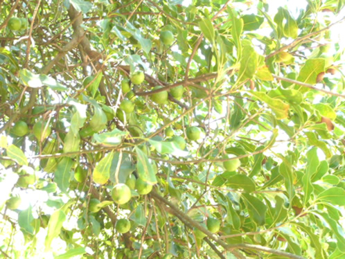 トロピカルフルーツワールド31