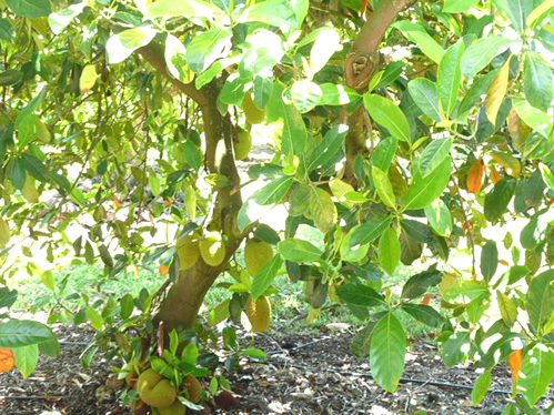 トロピカルフルーツワールド34