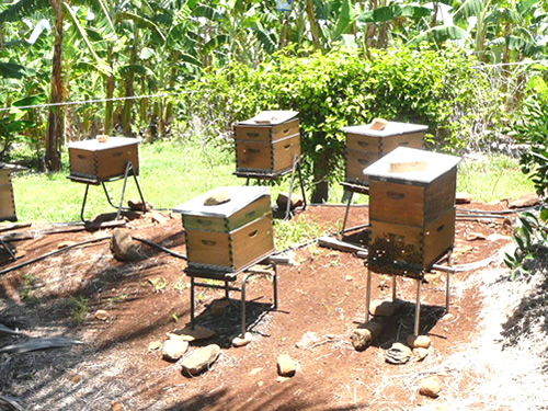 トロピカルフルーツワールド37