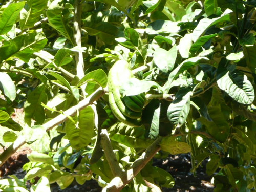 トロピカルフルーツワールド44