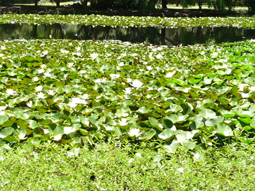 トロピカルフルーツワールド48