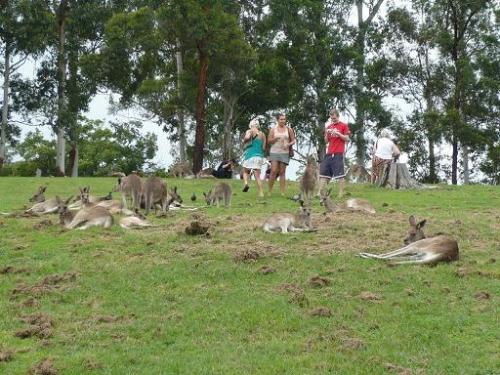 カンガルーを撫でたり出来ますョ