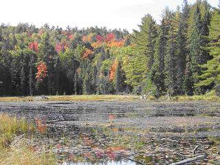 運がよければ野生動物に出会えるかも。
